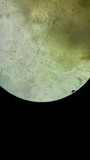 Suillus brevipes image