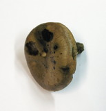 Gomphidius glutinosus image