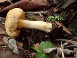 Inocybe xanthomelas image