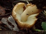 Inocybe xanthomelas image