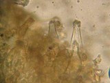 Inocybe xanthomelas image