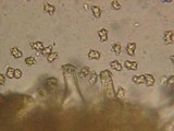 Inocybe xanthomelas image