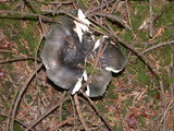 Russula heterophylla image