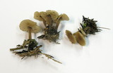 Gymnopus confluens image
