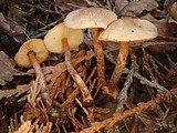 Lepiota boudieri image