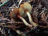 Lepiota boudieri image