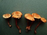 Lepiota boudieri image