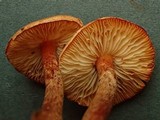 Lepiota boudieri image