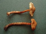 Lepiota boudieri image