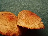 Lepiota boudieri image