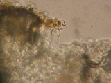 Lepiota boudieri image