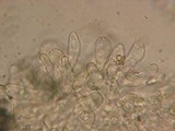 Lepiota boudieri image