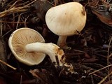 Hebeloma velutipes image