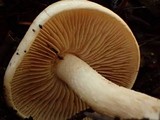 Hebeloma velutipes image