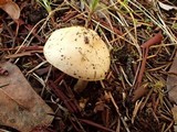 Hebeloma velutipes image