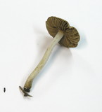 Inocybe lilacina image