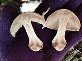 Hebeloma velutipes image