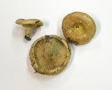 Lactarius acerrimus image