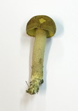 Leccinellum crocipodium image