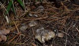 Tricholoma portentosum image