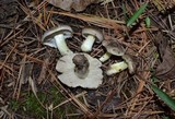 Tricholoma portentosum image