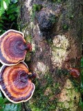 Microporus affinis image