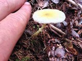 Leucocoprinus fragilissimus image
