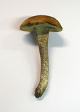 Leccinum aurantiacum image