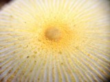 Leucocoprinus fragilissimus image