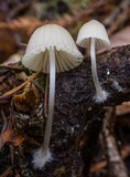 Mycena subcana image