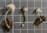 Mycena subcana image