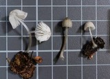 Mycena subcana image