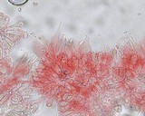 Mycena subcana image