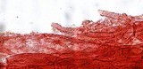 Mycena subcana image