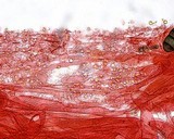 Mycena subcana image