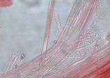 Mycena subcana image