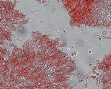 Mycena subcana image