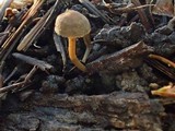 Simocybe sumptuosa image