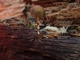 Simocybe sumptuosa image