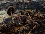 Simocybe sumptuosa image