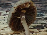 Simocybe sumptuosa image