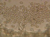 Simocybe sumptuosa image