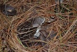 Tricholoma terreum image