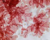 Mycena subcana image