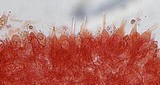 Mycena subcana image