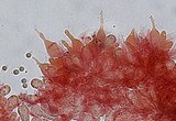 Mycena subcana image