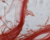 Mycena subcana image