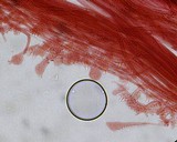 Mycena subcana image