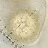 Tuber japonicum image