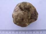 Tuber japonicum image